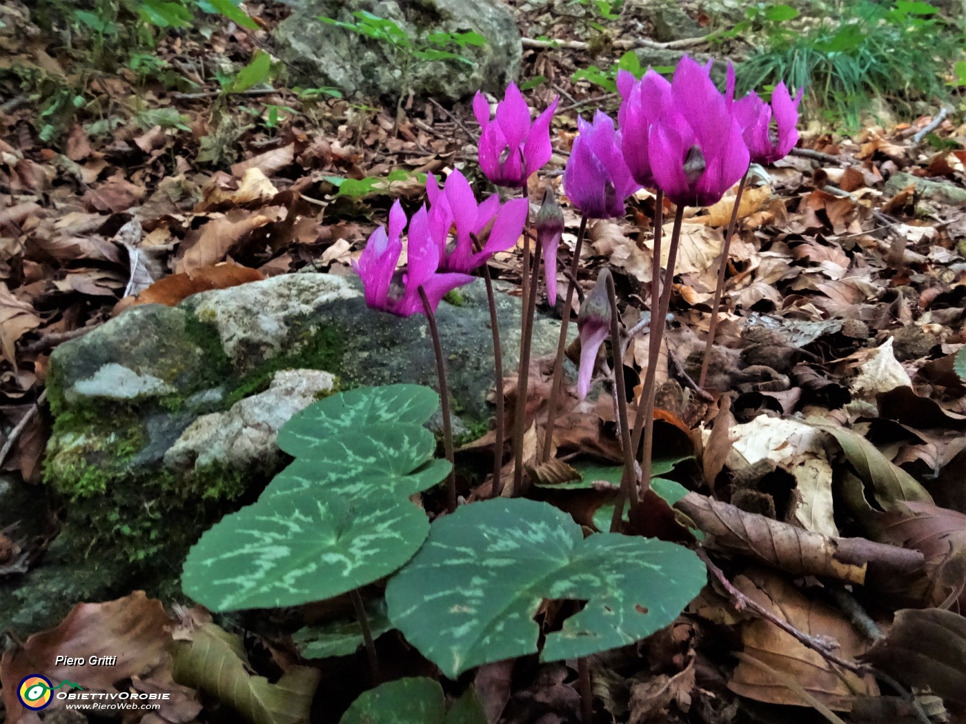 15 Ciclamini in fiore.JPG
